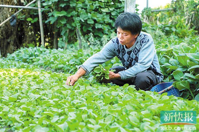 养鹅的效益_致富经养鹅_养鹅致富经