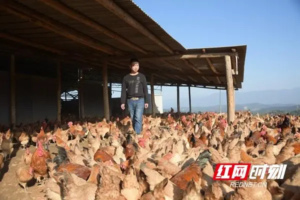 致富鸡幸福路_致富经养鸡视频大全_致富经鸡