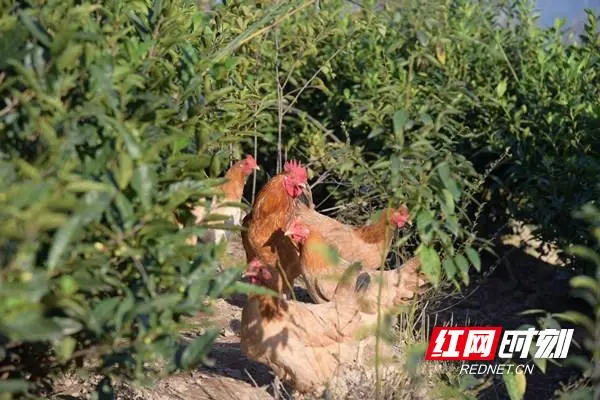 致富鸡幸福路_致富经养鸡视频大全_致富经鸡