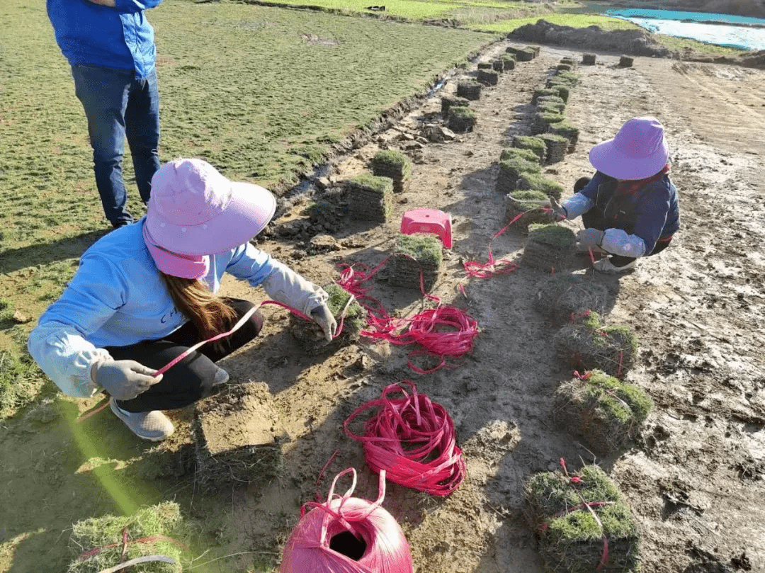 致富种植糖料蔗文案怎么写_致富种植视频全集_致富经种植