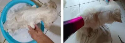 宠物经验丹怎么获得_宠物心得技能_宠物经验心得