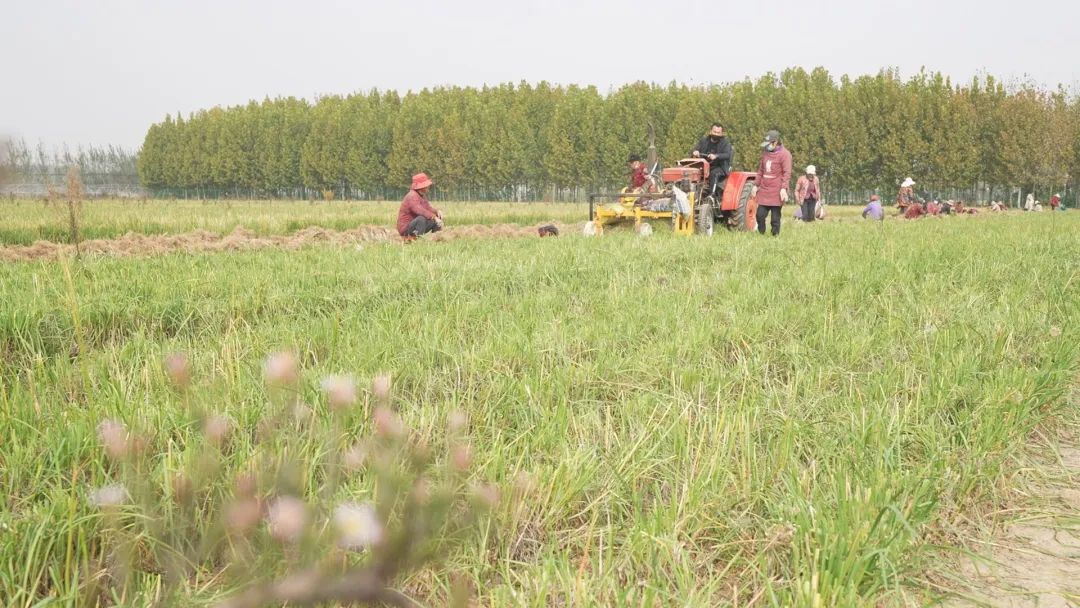 三农致富经_致富三农养鸡视频_致富三农视频