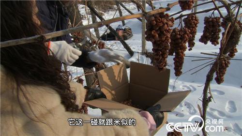 致富经：他靠冰葡萄赚钱