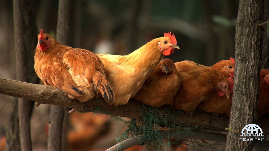 致富经泥鳅养殖视频全集_致富经泥鳅_致富泥鳅养殖