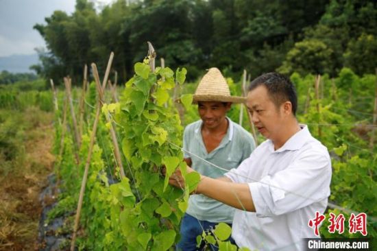 (乡村行·看振兴)江西安福乡贤返乡创业 探寻中草药里的“致富经”