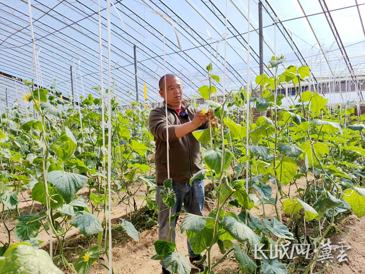 致富经鸡_致富经养鸡视频大全_致富鸡幸福路