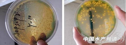 致富经淡水虾养殖视频_致富经养殖虾_致富经养虾