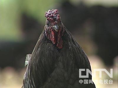 致富经养鸡视频大全_致富新项目养鸡_养鸡致富经