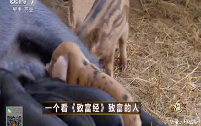 窑洞养“飞猪”年销700万？他的致富秘诀全在这了，你想学吗？