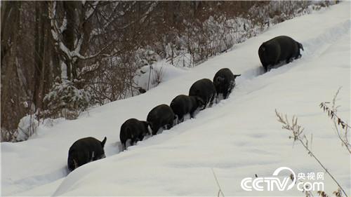 [致富经]六畜兴旺贺新春 动物致富争霸 20190212