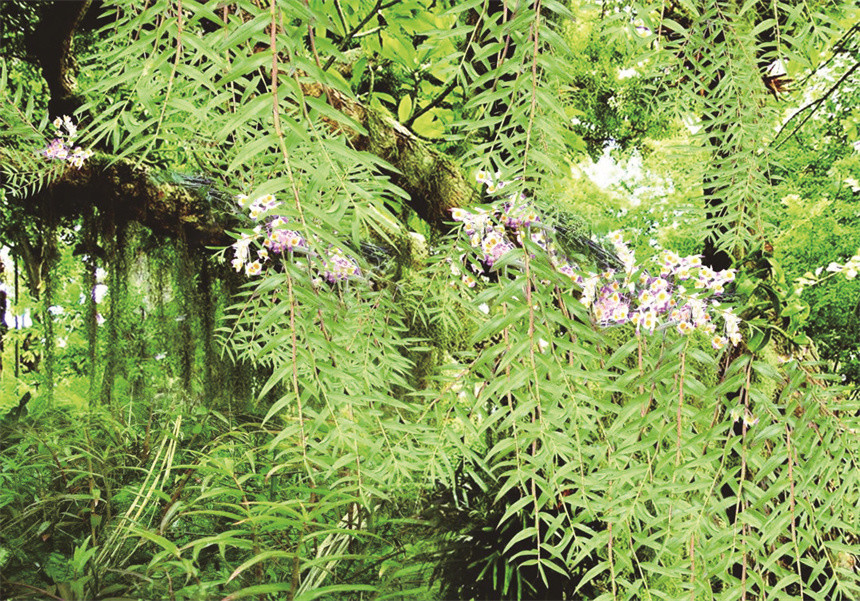 致富种植业_致富种植糖料蔗文案怎么写_种植致富经