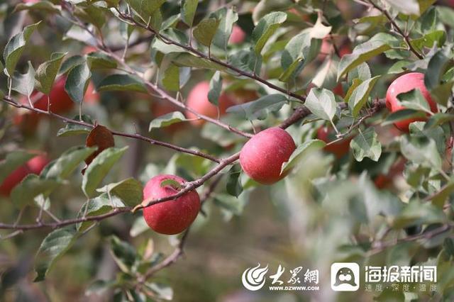 种植致富经_致富种植业_致富种植糖料蔗文案怎么写