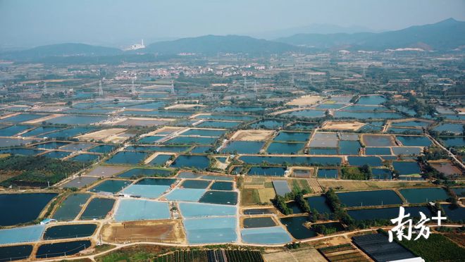 致富经鱼_致富鱼游出产业振兴路_致富鱼南岙村