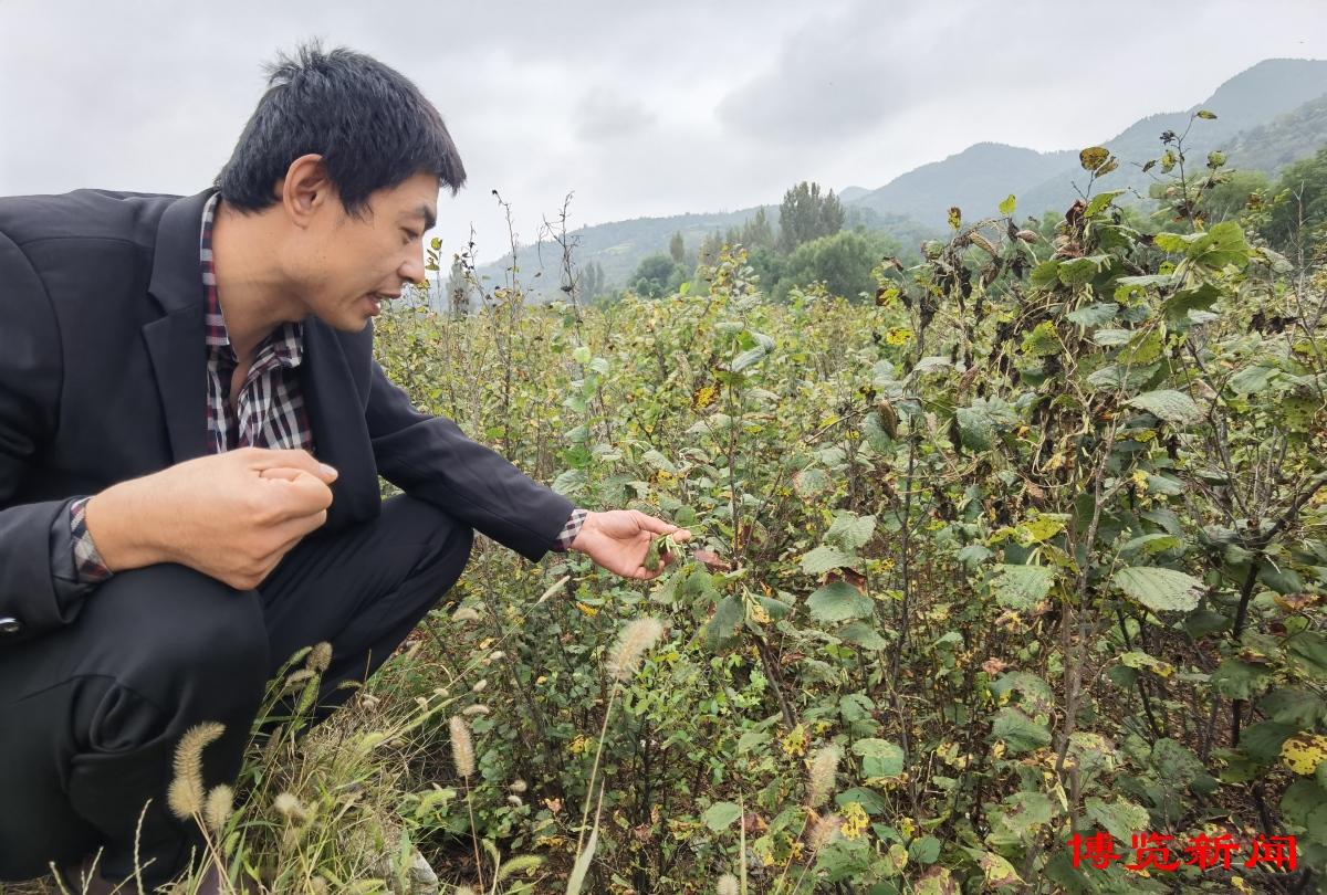 乡村振兴齐鲁样板·村村有好戏｜榛子树种植敲开农民致富门