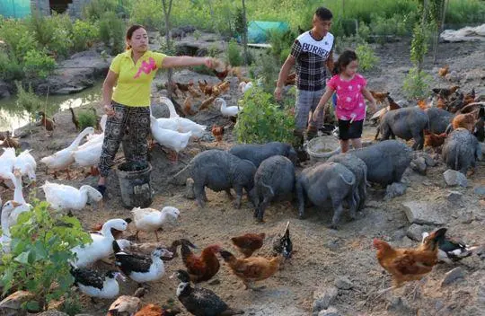 致富经养猪_致富养猪场下载_致富养猪场