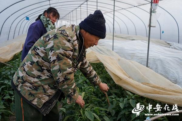 种植致富经_致富种植什么比较赚大钱_致富种植糖料蔗文案怎么写