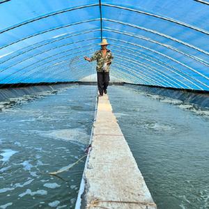 致富经养虾_致富经淡水虾养殖视频_致富经室内养虾视频