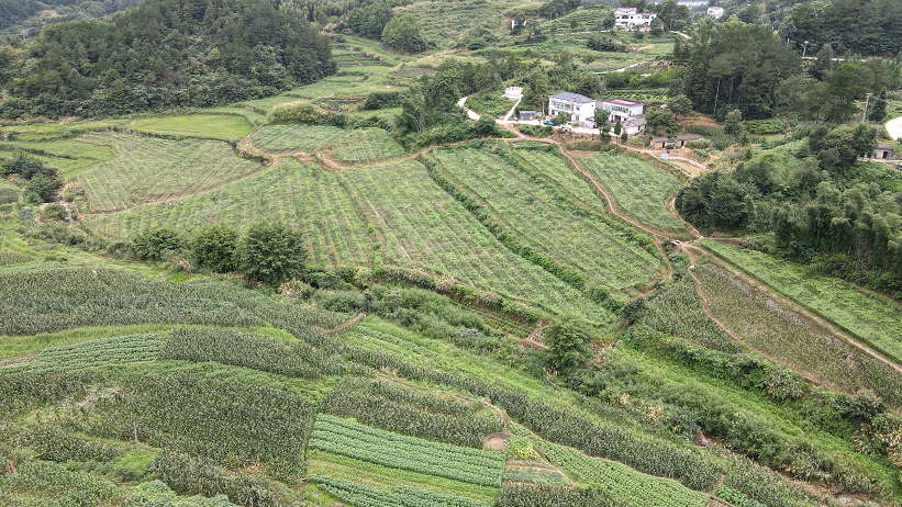 致富种植什么比较赚大钱_种植致富经_致富种植业