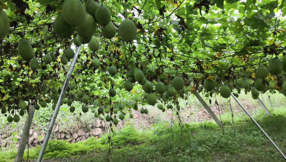 致富种植什么比较赚大钱_种植致富经_致富种植业
