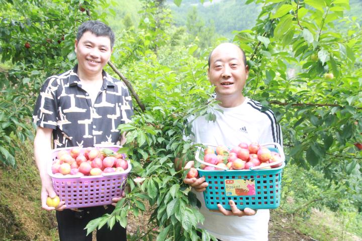 致富经猪_致富猪场_致富猪业