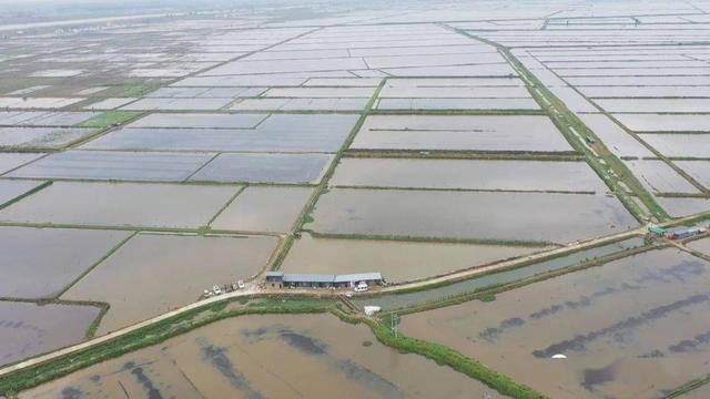 致富经养河虾_致富经养虾_致富经淡水虾养殖视频