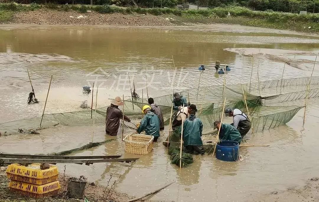 致富黄金叶乐了烟农_致富经黄_致富黄金果