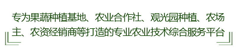 致富经黄_致富黄金叶乐了烟农_致富黄金叶