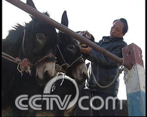 养驴致富视频_养驴的效益_致富经养驴