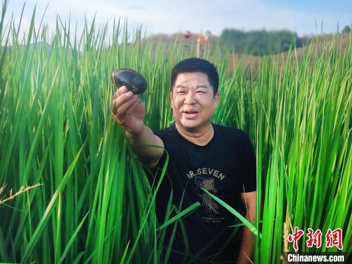 致富养殖泥鳅怎么样_致富养殖泥鳅视频_致富经泥鳅养殖