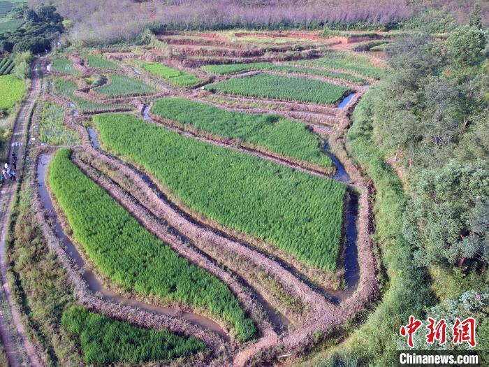 致富养殖泥鳅视频_致富养殖泥鳅怎么样_致富经泥鳅养殖