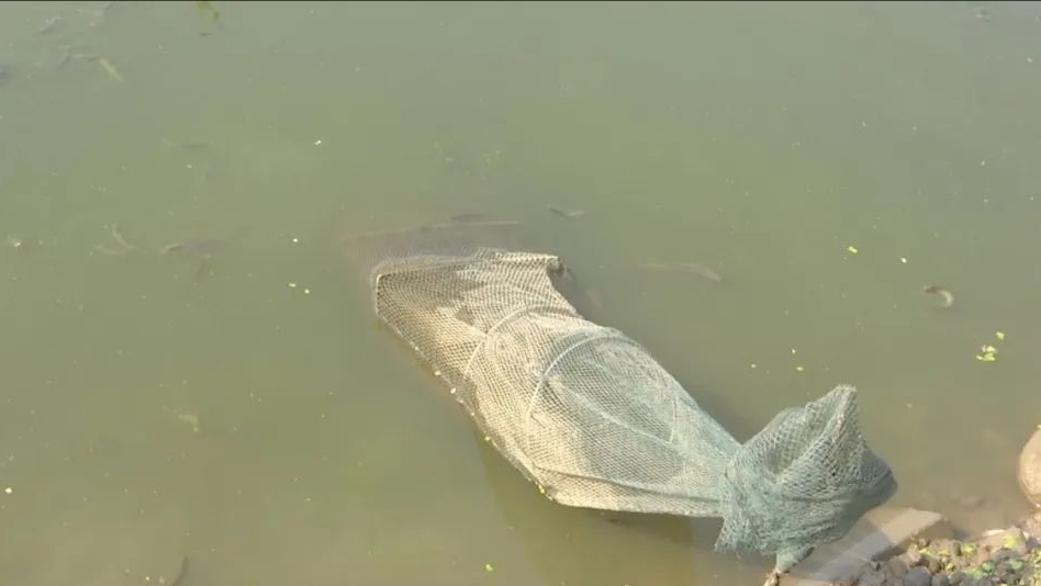 致富养殖泥鳅怎么样_致富经泥鳅养殖_致富养殖泥鳅视频