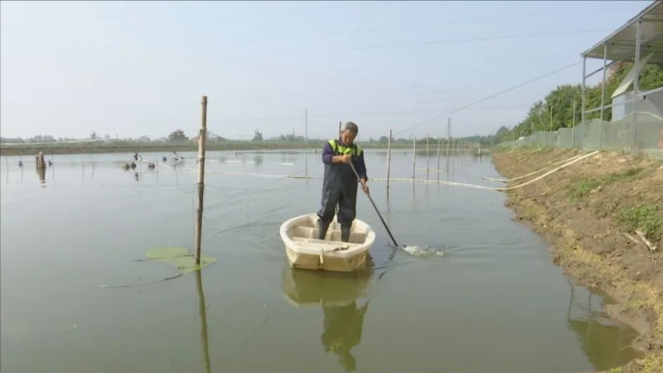 致富养殖泥鳅怎么样_致富养殖泥鳅视频_致富经泥鳅养殖