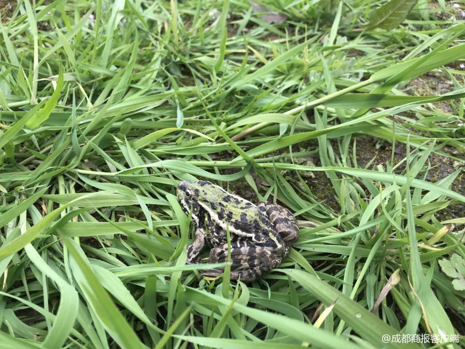 养殖泥鳅挣钱吗_致富养殖泥鳅怎么样_致富经泥鳅养殖