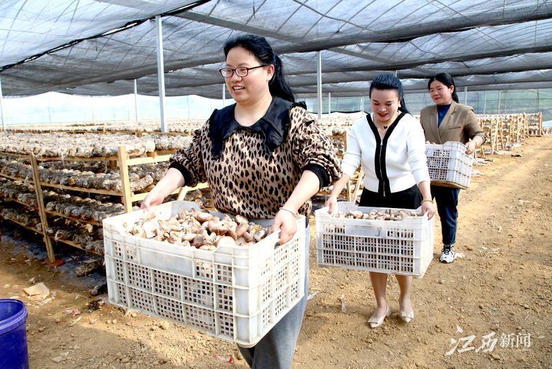 致富养殖泥鳅怎么样_致富养殖泥鳅视频_致富经泥鳅养殖