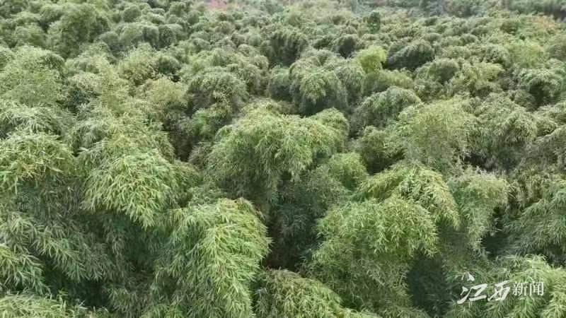 致富经泥鳅养殖_致富养殖泥鳅视频_致富养殖泥鳅怎么样