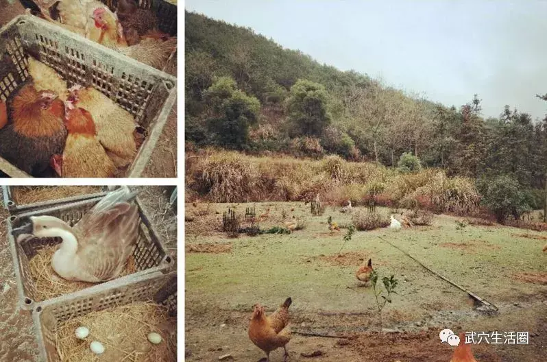 养鸡致富经_致富项目养鸡_致富新项目养鸡