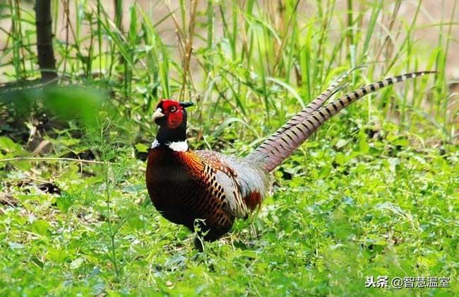 致富经泥鳅养殖_致富养殖泥鳅怎么样_致富养殖泥鳅视频