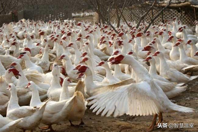 致富养殖泥鳅视频_致富经泥鳅养殖_致富养殖泥鳅怎么样