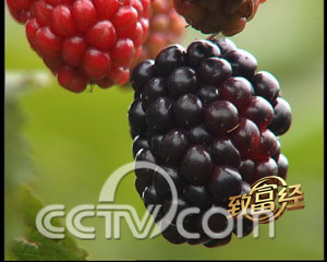 cctv7致富經竹荪_cctv7致富經养蛇_致富经cctv7