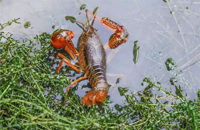 致富经养殖小龙虾_致富经龙虾养殖_致富经龙虾养殖技术视频