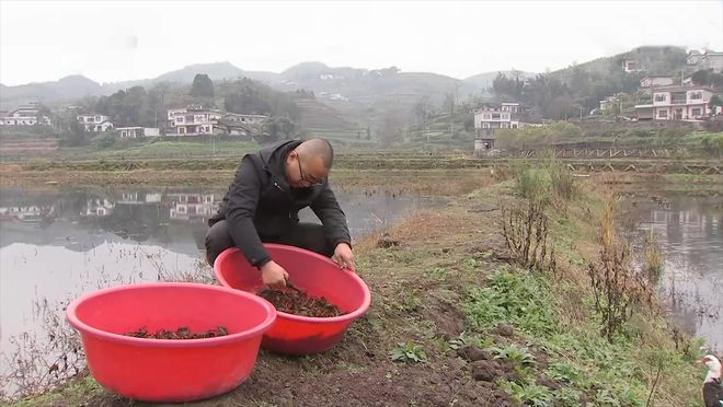 致富经龙虾养殖技术视频_致富经养殖小龙虾_致富经龙虾养殖