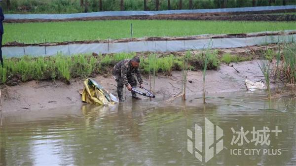 虾稻共生“一水两用” 方正县生态稻田养出致富经