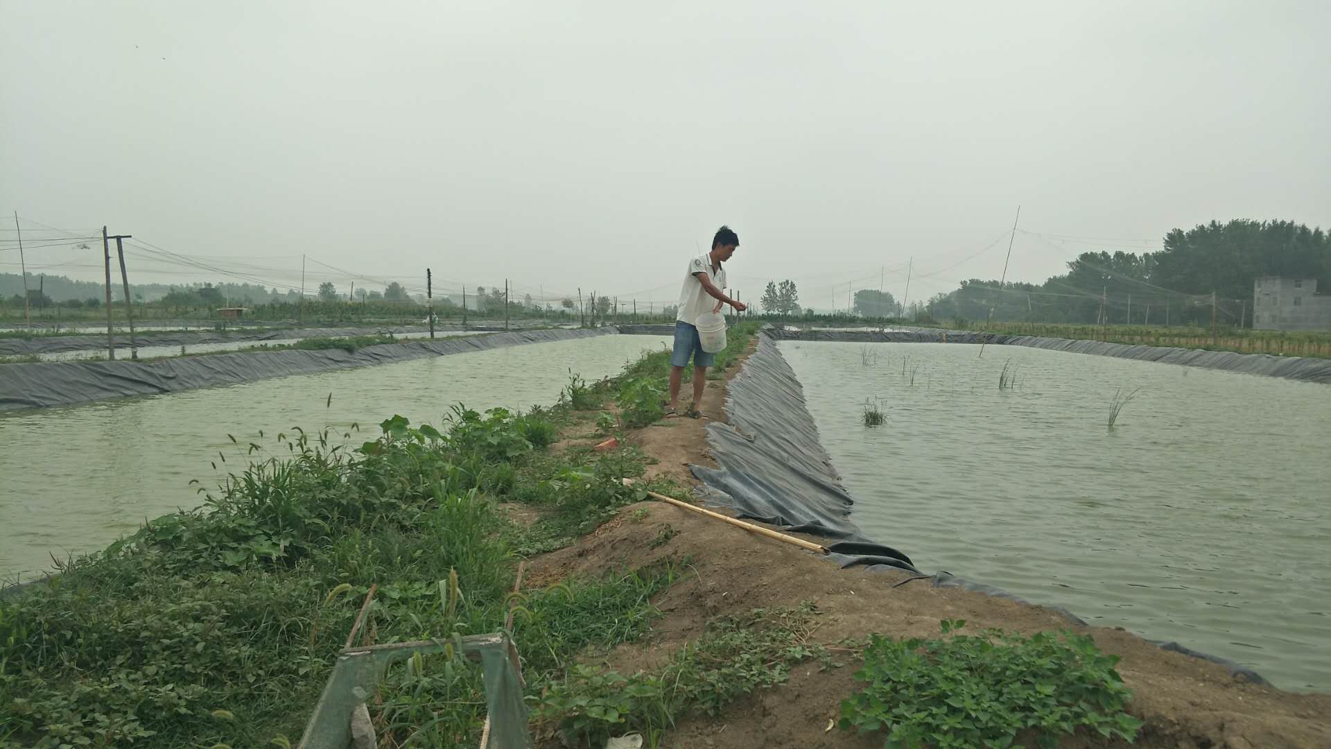 致富经泥鳅_致富经泥鳅养殖视频全集_致富泥鳅养殖