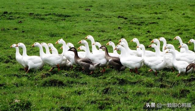 致富经养鹅视频_三农致富养鹅视频_养殖鹅的视频