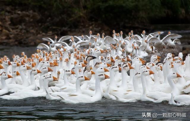 三农致富养鹅视频_养殖鹅的视频_致富经养鹅视频