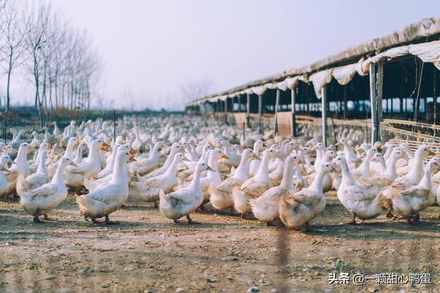 三农致富养鹅视频_养殖鹅的视频_致富经养鹅视频