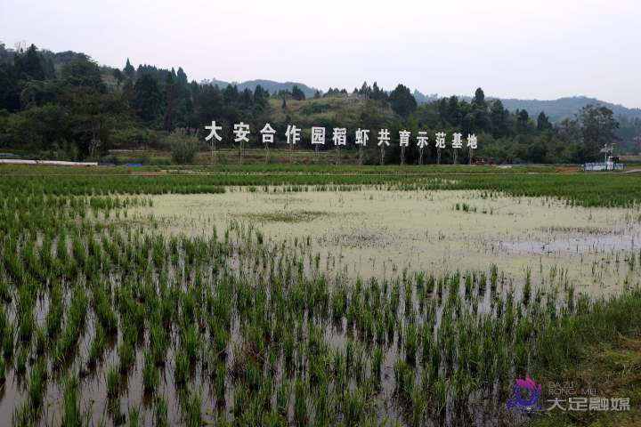 致富经室内养虾视频_致富经养殖虾_致富经养虾