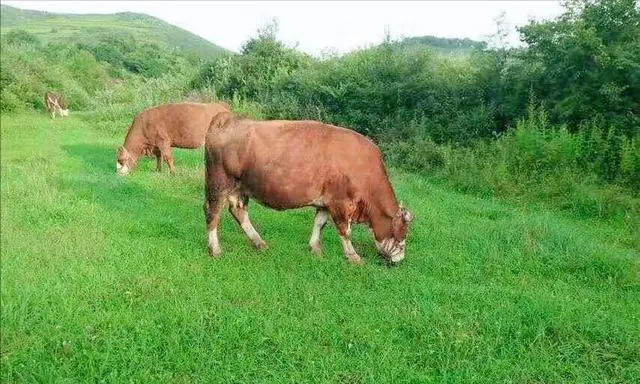 农村致富项目_致富经项目_致富项目连锁加盟