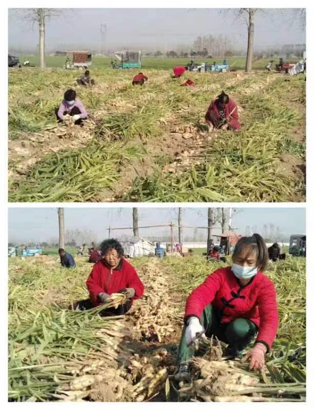 致富种植创业项目_种植致富经_致富种植业