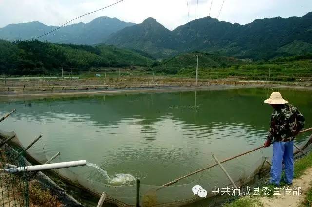 碧水青山养泥鳅——盘亭乡庙湾村泥鳅养殖场每亩可产泥鳅 700公斤左右